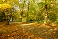 Beautiful golden autumn forest Royalty Free Stock Photo