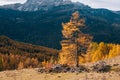 Beautiful golden autumn in the mountains. natural background. Dolomites Alps, Italy. autumn landscape Royalty Free Stock Photo