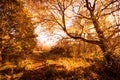 Beautiful, golden autumn scenery with trees and golden leaves in the sunshine in Scotland Royalty Free Stock Photo