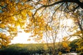 Beautiful, golden autumn scenery with trees and golden leaves in the sunshine Royalty Free Stock Photo