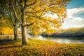 Beautiful, golden autumn scenery with trees and golden leaves in the sunshine in Scotland Royalty Free Stock Photo