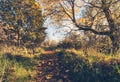 Beautiful, golden autumn scenery with trees and golden leaves in the sunshine in Scotland Royalty Free Stock Photo