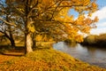 Beautiful, golden autumn scenery with trees and golden leaves in the sunshine in Scotland Royalty Free Stock Photo