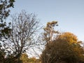 Beautiful golden autumn tree tops sky landscape Royalty Free Stock Photo