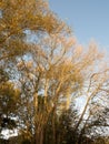 Beautiful Golden Autumn Tree Tops Sky Landscape