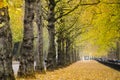 Beautiful golden autumn trees in Hyde park, London