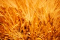 Beautiful golden barley field Royalty Free Stock Photo