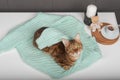 A beautiful golden Bengal cat is resting on a sweater in the room