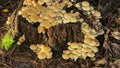 Beautiful golden brown mushrooms at a stump in the forest