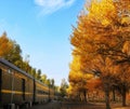 Beautiful golden color Populus euphratica forest and a train pass through