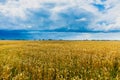 Beautiful golden color wheat field and dark stormy sky Royalty Free Stock Photo