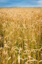 Beautiful golden color wheat field and dark stormy sky Royalty Free Stock Photo