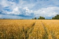 Beautiful golden color wheat field and dark stormy sky Royalty Free Stock Photo