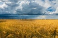 Beautiful golden color wheat field and dark stormy sky Royalty Free Stock Photo