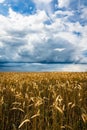 Beautiful golden color wheat field and dark stormy sky Royalty Free Stock Photo