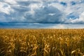 Beautiful golden color wheat field and dark stormy sky Royalty Free Stock Photo