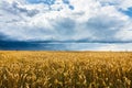 Beautiful golden color wheat field and dark stormy sky Royalty Free Stock Photo