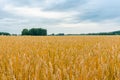 Beautiful golden color wheat field and dark stormy sky. Landscape shot Royalty Free Stock Photo