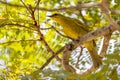 Yellow Honeyeater in Queensland Australia