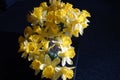 Beautiful Golden Daffodil Blooms & x28;Narcissus& x29; Royalty Free Stock Photo