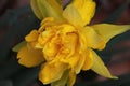 A beautiful golden daffodil Royalty Free Stock Photo