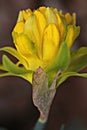 A beautiful golden daffodil Royalty Free Stock Photo