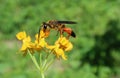 Golden digger wasp on yellow flowers, natural green background, closeup Royalty Free Stock Photo