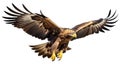 A beautiful golden eagle bird in flight on a white background. Royalty Free Stock Photo