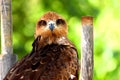 Side view of Golden Eagle Royalty Free Stock Photo