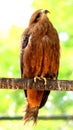 Beautiful Golden Eagle rotating head Royalty Free Stock Photo