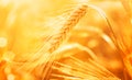 Beautiful golden ear or spike in the sunset light. Macro shot. Autumn agriculture landscape Royalty Free Stock Photo