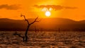 Golden evening at the bank of kawdulla tank, srilanka Royalty Free Stock Photo