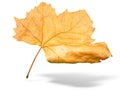 Beautiful golden Fall leaf isolated in white