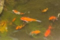 beautiful golden fish swimming in pond Royalty Free Stock Photo