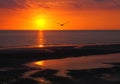 Beautiful golden glowing sunset reflecting on a calm sea with colorful dramatic clouds and a seagull flying out to the ocean Royalty Free Stock Photo