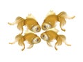 Group of beautiful goldfish isolated Royalty Free Stock Photo