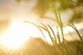 Beautiful Golden Grass Field At Sunset. Selective Focus. Rural Scene. Royalty Free Stock Photo