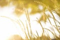 Beautiful Golden Grass Field At Sunset. Selective Focus. Rural Scene. Royalty Free Stock Photo