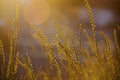 Beautiful Golden Grass Field At Sunset. Selective Focus. Rural Scene Royalty Free Stock Photo