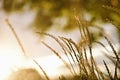 Beautiful Golden Grass Field At Sunset. Selective Focus. Rural Scene. Royalty Free Stock Photo