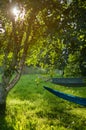 Beautiful golden hour in the garden