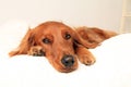 Beautiful Golden Irish dog. Golden retriever and Irish Setter mix. Dog laying on a white pillow, room for text