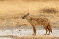 Beautiful golden jackal or common jackal Canis aureus Royalty Free Stock Photo