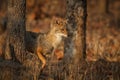 Beautiful golden jackal in nice soft light in India Royalty Free Stock Photo
