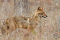 Beautiful golden jackal in nice soft light in India Royalty Free Stock Photo