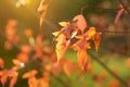 Beautiful golden japanese maple leaves on a tree branch on autumn day