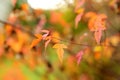 Beautiful golden japanese maple leaves on a tree branch on autumn day