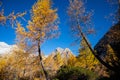 Golden larches in mountains