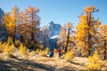 Golden larches in mountains