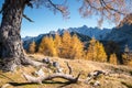 Golden larches in mountains